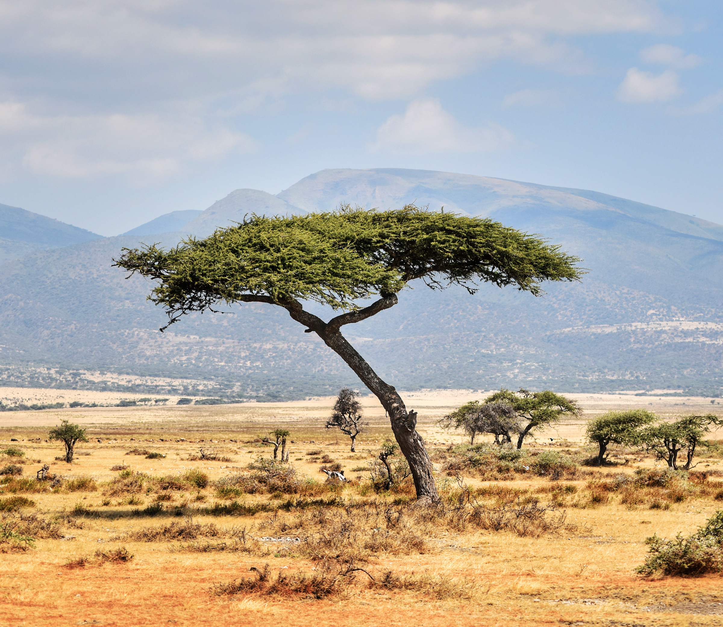 1100919.jpg Safari