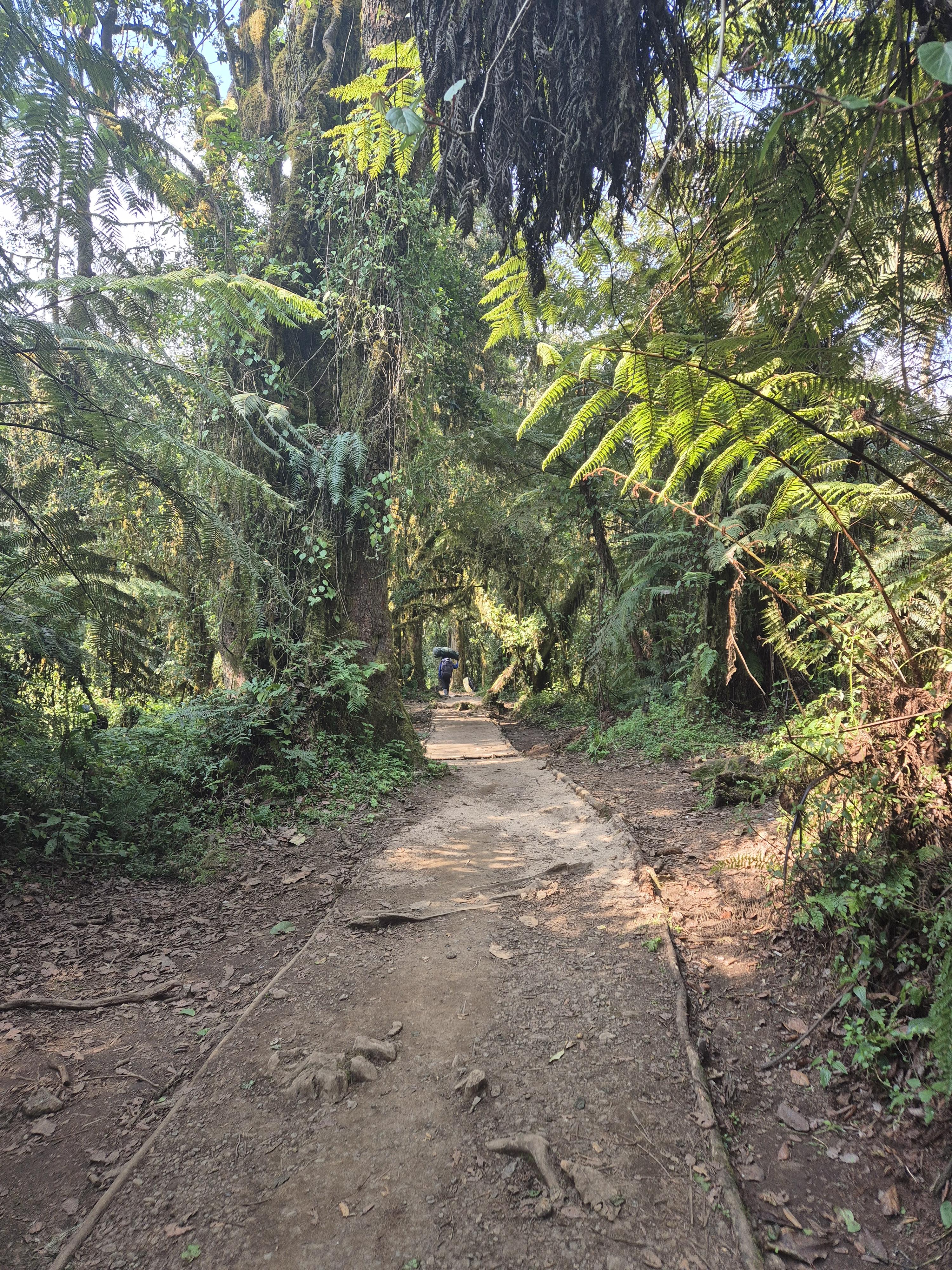 Nella%20foresta.jpg