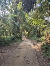 Nella%20foresta.jpg